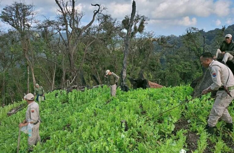 Poppy Destruction Drive in Senapati: 8.6 Acres Cleared, Case Registered
