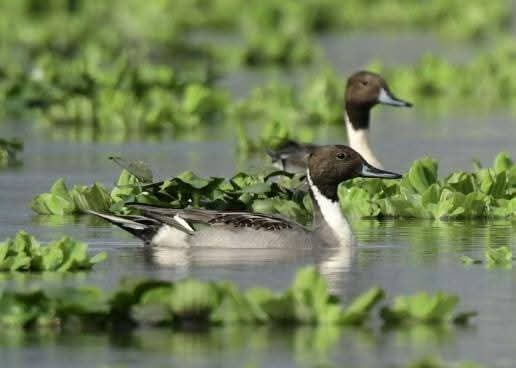 Over 30 Migratory Bird Species Recorded in Lamphelpat Annual Census  