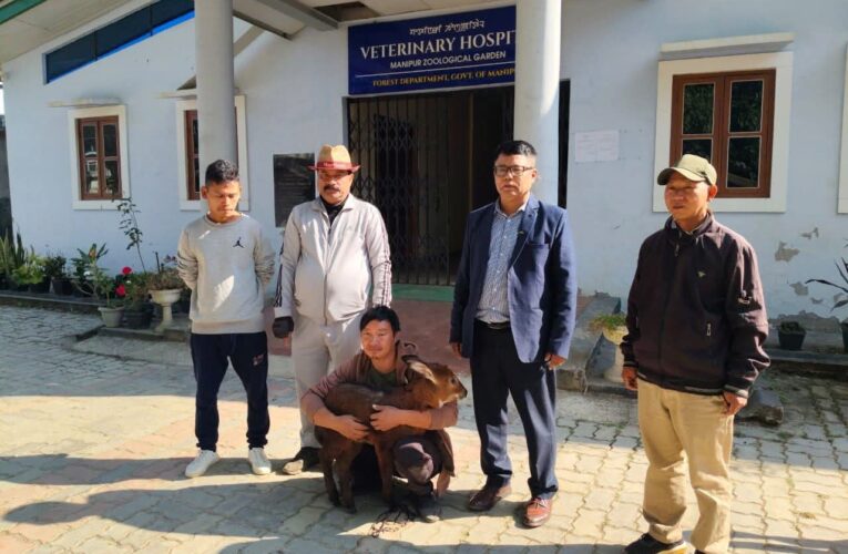 One Serow Fawn rescued and handed over to Manipur Zoological Garden, Iroishemba, Imphal.
